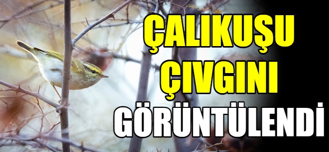 Çalıkuşu çıvgını Bursa'da görüntülendi