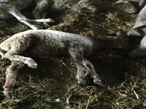 Köpek saldırısında 5 koyun telef oldu