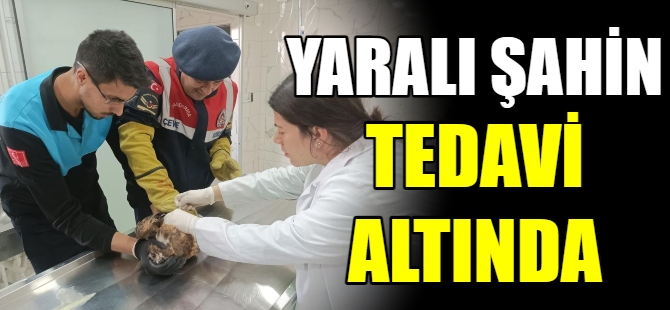 Jandarma yaralı şahine sahip çıktı