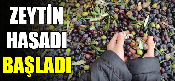 Bursa'da zeytin hasadı başladı