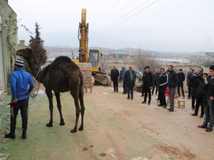 Belediye TV stüdyosunu yıktı, sahibi tepki için deve kesti