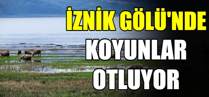 İznik Gölü'nde koyunlar otluyor