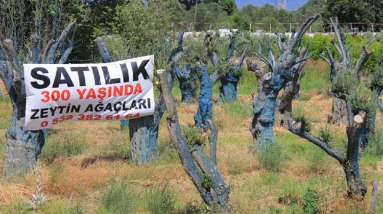 300 yıllık ağaçları 5 bin liradan satıyor