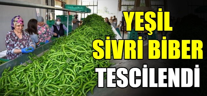 Yeşil sivri biber tescillendi