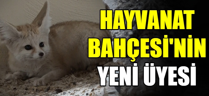 Hayvanat Bahçesi'nde bebek tilki sevinci