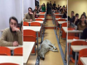 Sınıfta uyuyan köpek için suç duyurusu