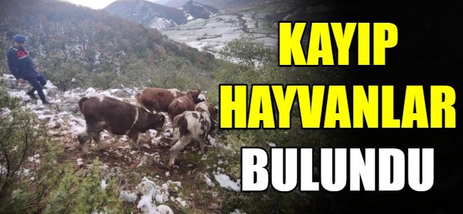 Kaybolan hayvanları jandarma buldu