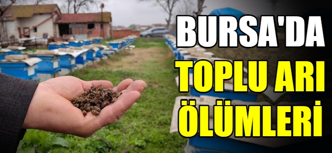 Bursa'da toplu arı ölümleri