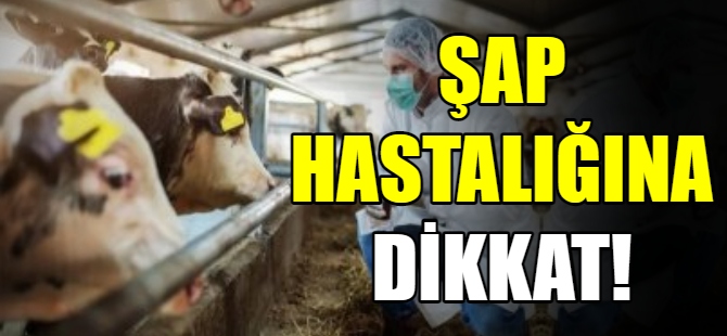 Şap hastalığına dikkat!