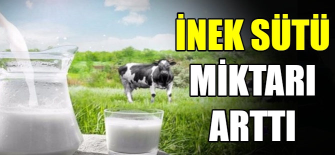 İnek sütü miktarı arttı