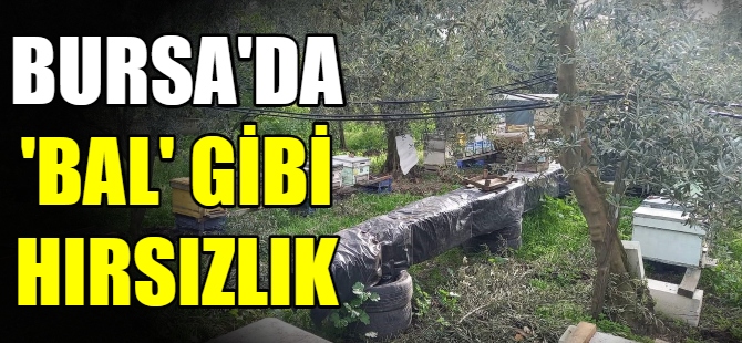 Bursa'da 'Bal' gibi hırsızlık