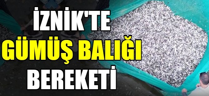 İznik'te gümüş balığı bereketi