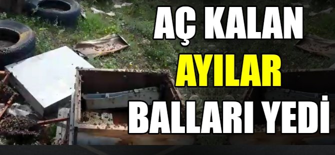 Aç kalan ayılar balları yedi