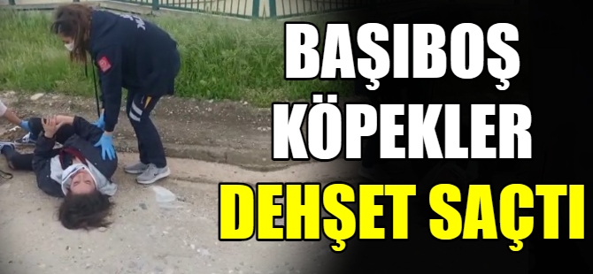 Başıboş köpekler dehşet saçtı