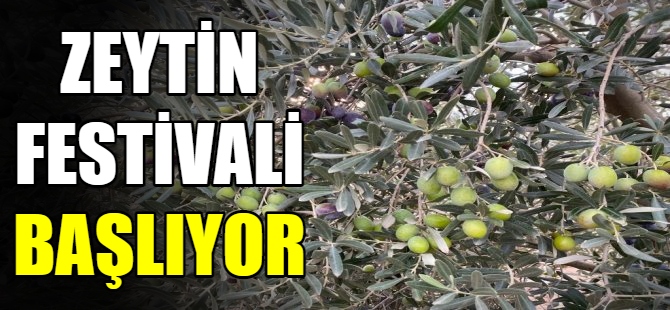 Zeytin festivali başlıyor