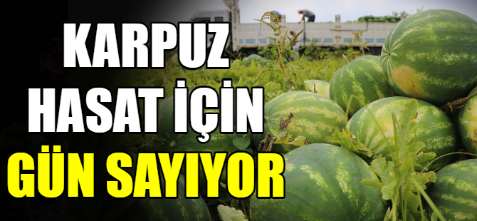 Karpuz hasat için gün sayıyor