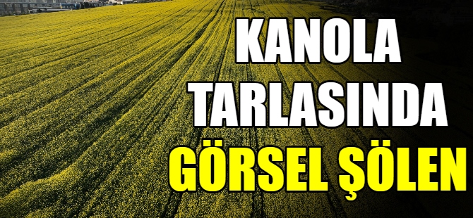 Kanola tarlasında görsel şölen