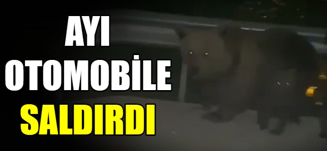 Ayı otomobile saldırdı