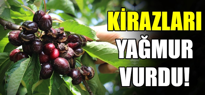 Erkenci kirazları yağmur vurdu