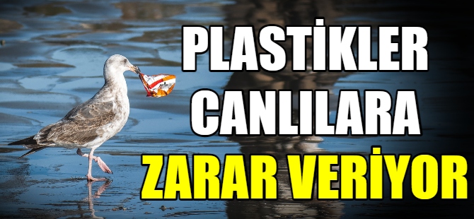 Plastikler, insan kanına kadar girdi