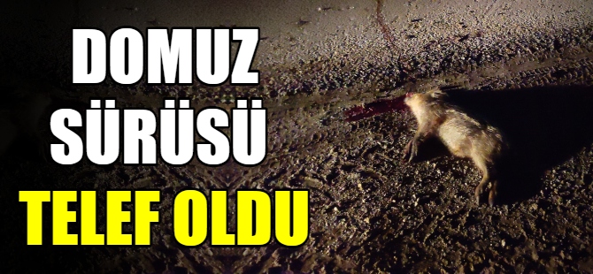 Otomobil domuz sürüsüne çarptı