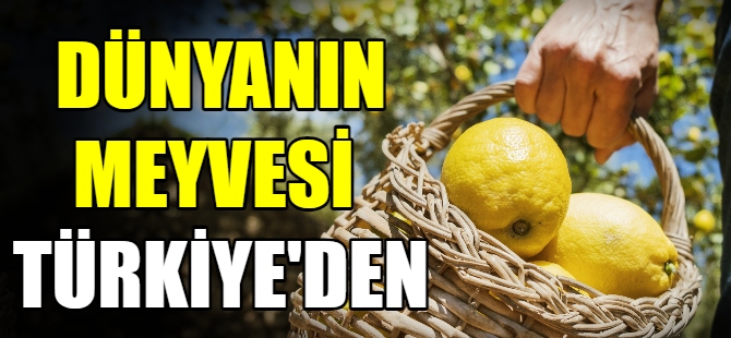 Yaş meyve sebze ihracatı arttı