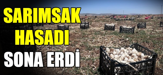 Sarımsak hasadı sona erdi