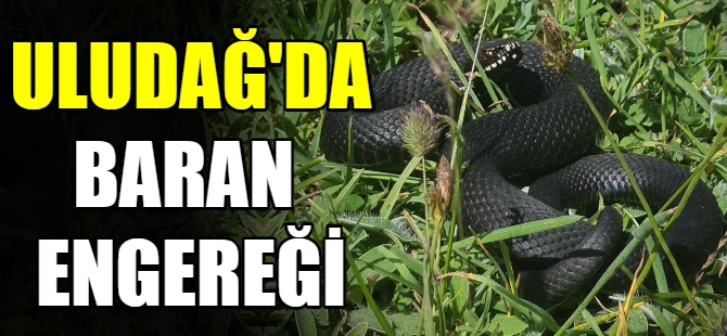 Baran engereği Uludağ'da görüldü