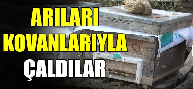 Arıların iyisini hırsızlar çaldı