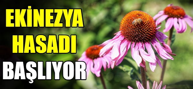 Ekinezya hasadı başlıyor