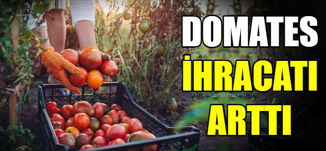 Domates ihracatı arttı