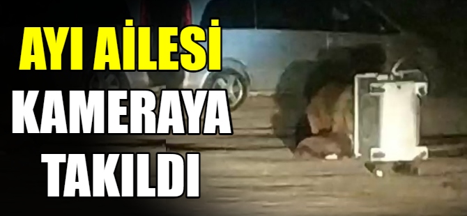 Ayı ailesi kamerada