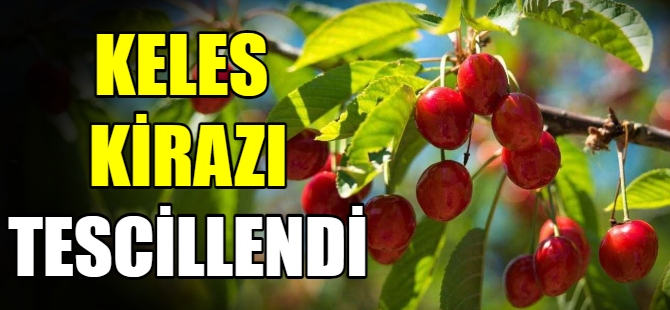 Keles kirazı tescillendi