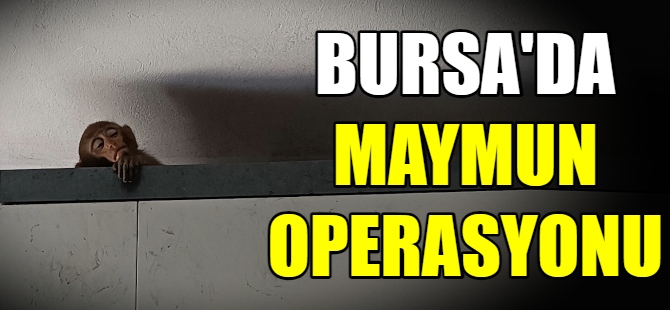 Mutfakta maymun operasyonu