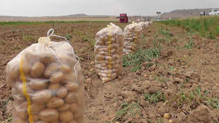 Niğde'de patates hasadı başladı