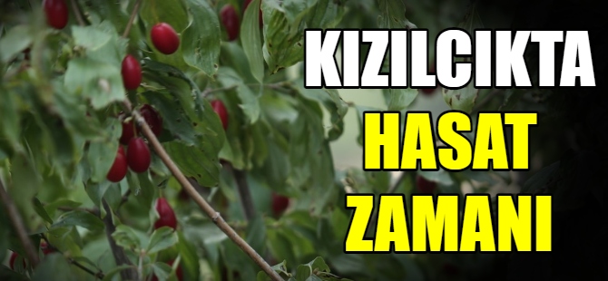 Kızılcıkta hasat zamanı