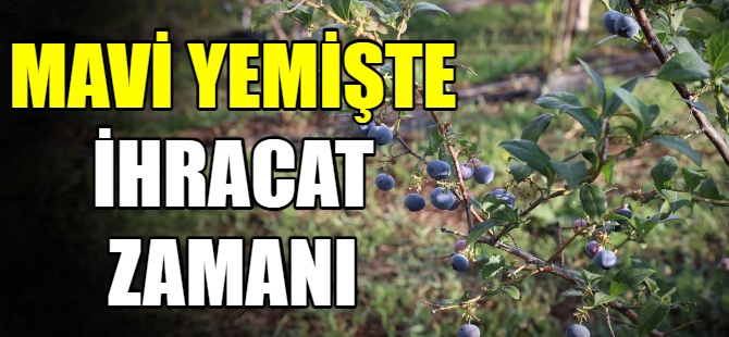 Mavi yemişte ihracat zamanı