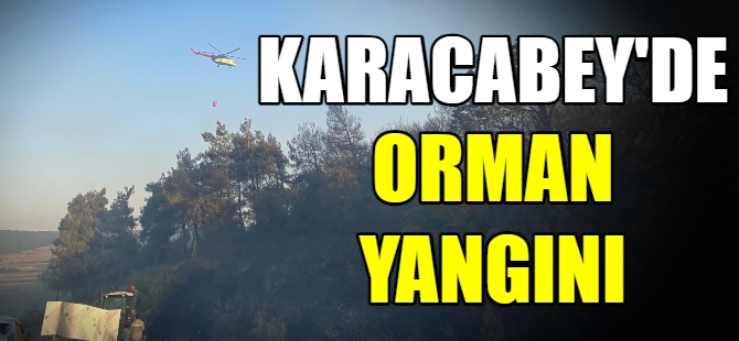 Karacabey'de orman yangını