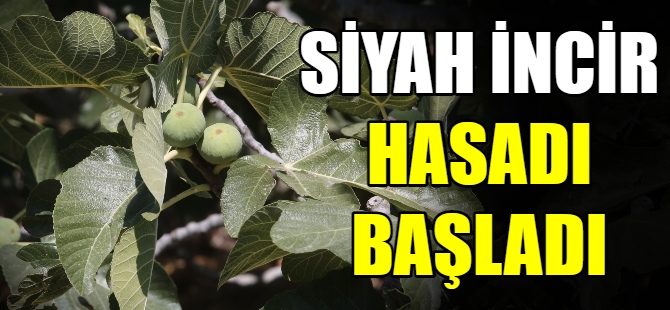 Siyah incirde hasat zamanı