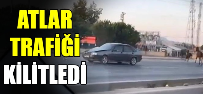 Başıboş atlar trafiği birbirine kattı