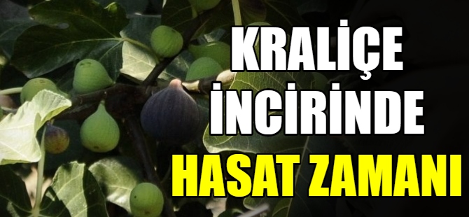 Kraliçe incirinin hasadı başladı