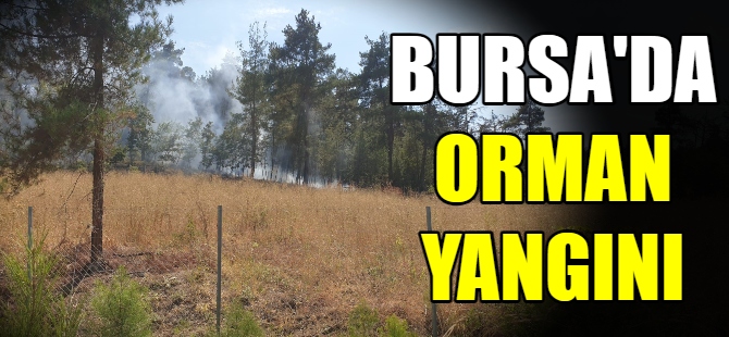 Bursa'da orman yangını