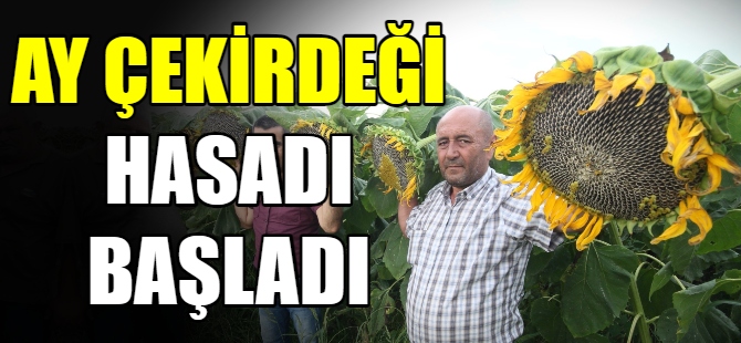 Ay çekirdeği hasadı başladı