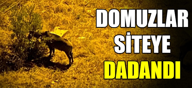 Domuzlar sitelere dadandı