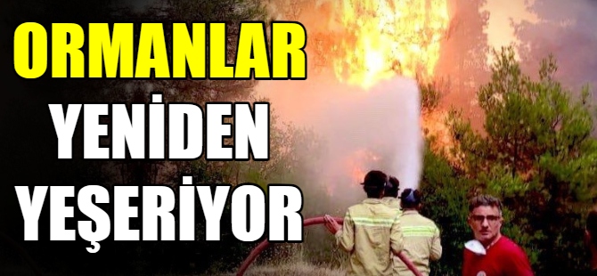 Yanan ormanlar yeniden yeşerecek