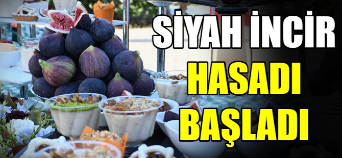 Siyah incir hasadı başladı