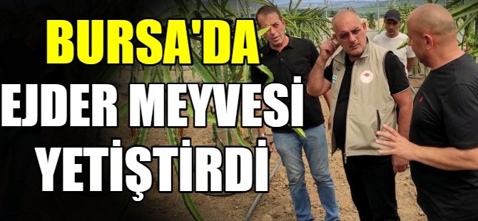 Mudanya'da ejder meyvesi yetiştirdi