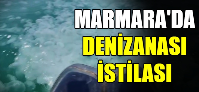 Marmara'da denizanası istilası