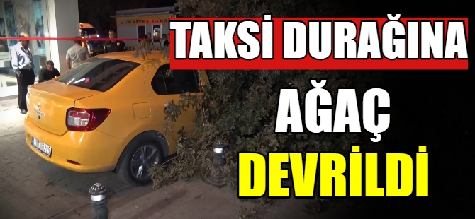 Taksi durağına ağaç devrildi