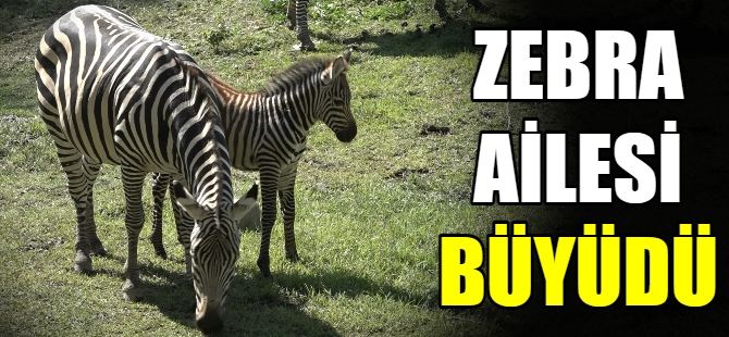 Zebra ailesine 3 yeni üye